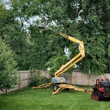 Best Palm Tree Trimming  in Taylors Falls, MN