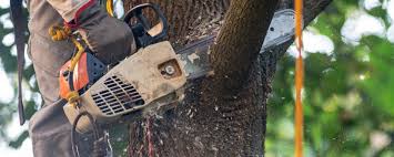Best Soil Testing and Treatment  in Taylors Falls, MN