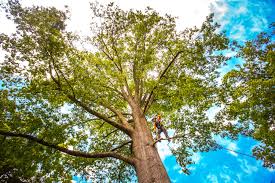 Pest Control for Lawns in Taylors Falls, MN