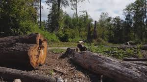 Best Tree Risk Assessment  in Taylors Falls, MN