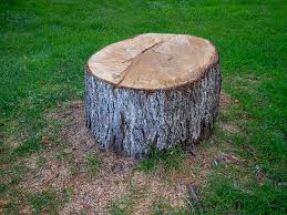 Best Tree Health Inspection  in Taylors Falls, MN
