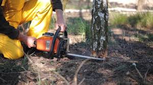 Best Tree Cabling and Bracing  in Taylors Falls, MN
