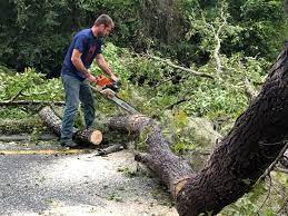 Best Stump Grinding and Removal  in Taylors Falls, MN