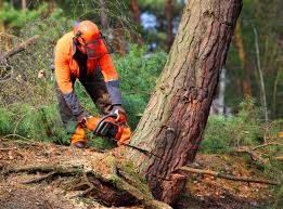 How Our Tree Care Process Works  in  Taylors Falls, MN