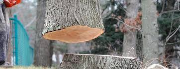 Reliable Taylors Falls, MN Tree Care Solutions