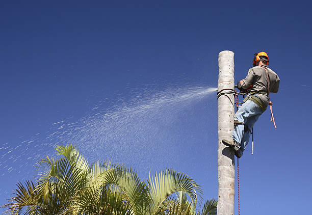 Best Tree Maintenance Programs  in Taylors Falls, MN