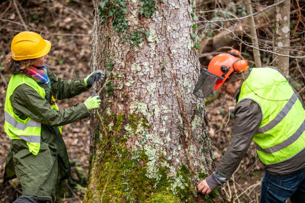 Best Commercial Tree Services  in Taylors Falls, MN