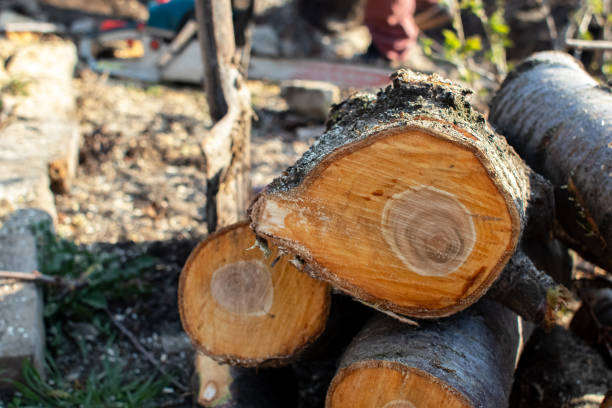 Best Tree Preservation Services  in Taylors Falls, MN