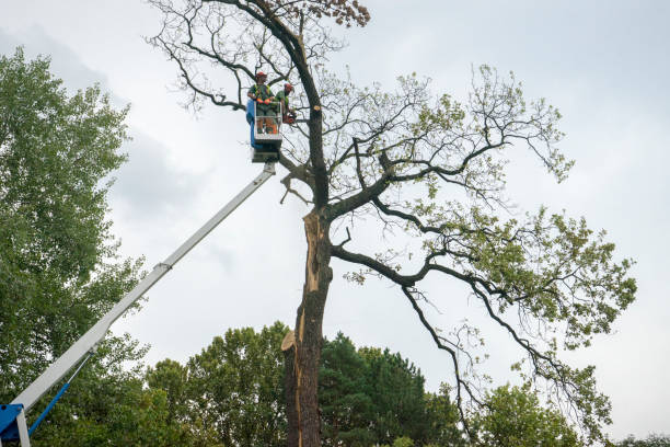 Best Stump Grinding and Removal  in Taylors Falls, MN