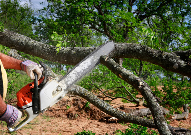 Best Leaf Removal  in Taylors Falls, MN