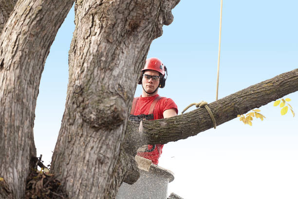 Best Storm Damage Tree Cleanup  in Taylors Falls, MN