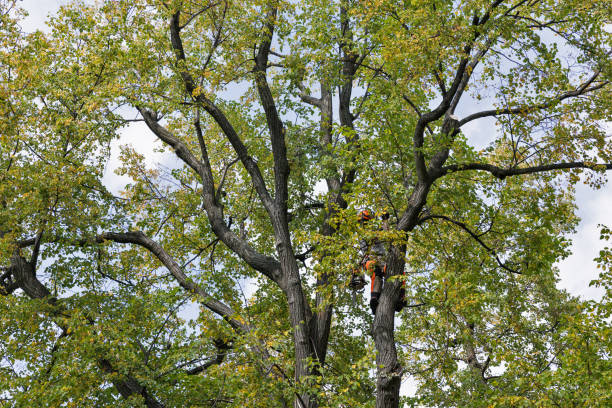 Best Hazardous Tree Removal  in Taylors Falls, MN